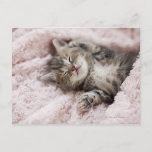 Kitten Sleeping on Towel Postcard