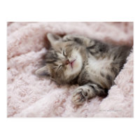 Kitten Sleeping on Towel Postcard