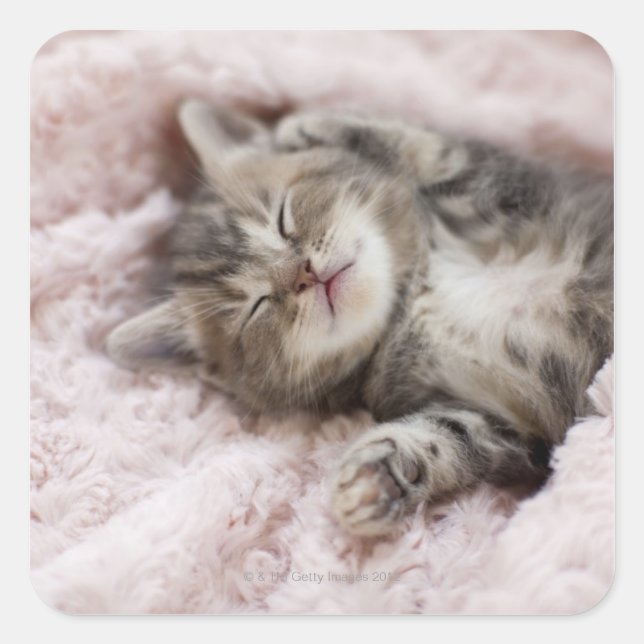 Kitten Sleeping on Towel Square Sticker (Front)