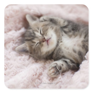 Kitten Sleeping on Towel Square Sticker