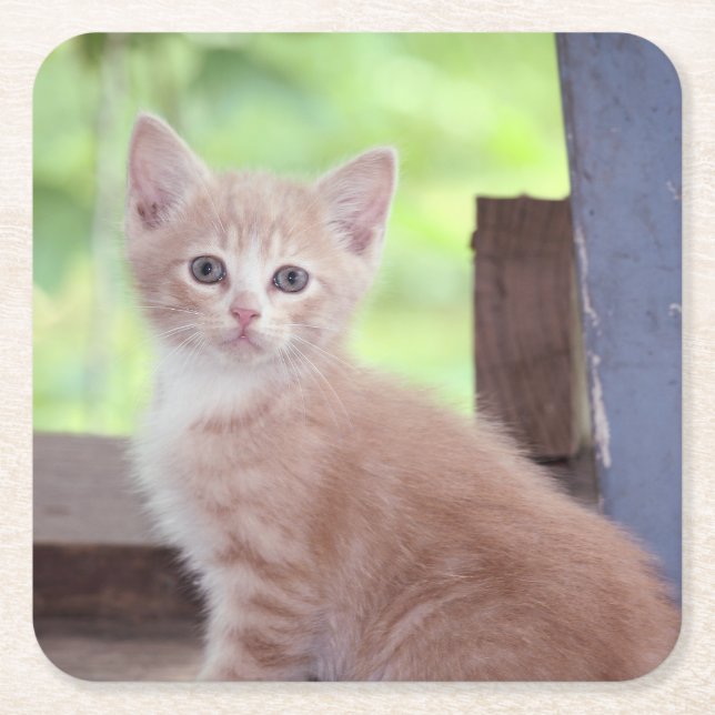 Kitten  square paper coaster (Front)