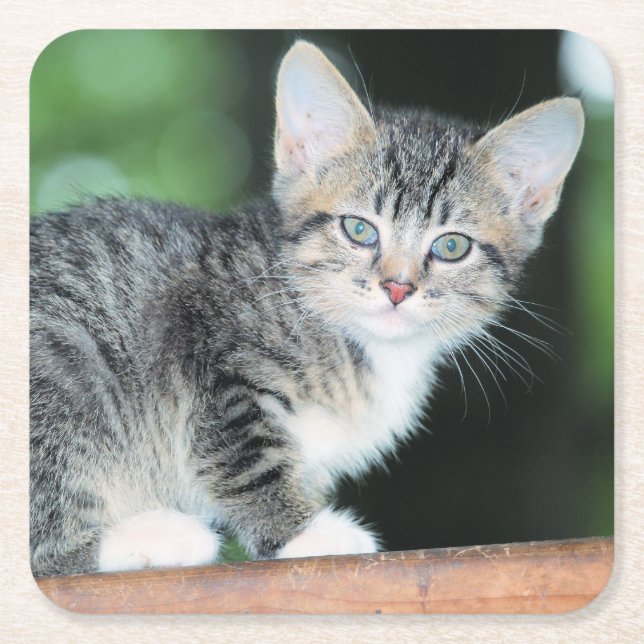 Kitten Square Paper Coaster (Front)