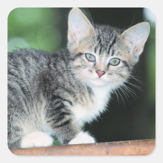 Kitten Square Sticker (Front)
