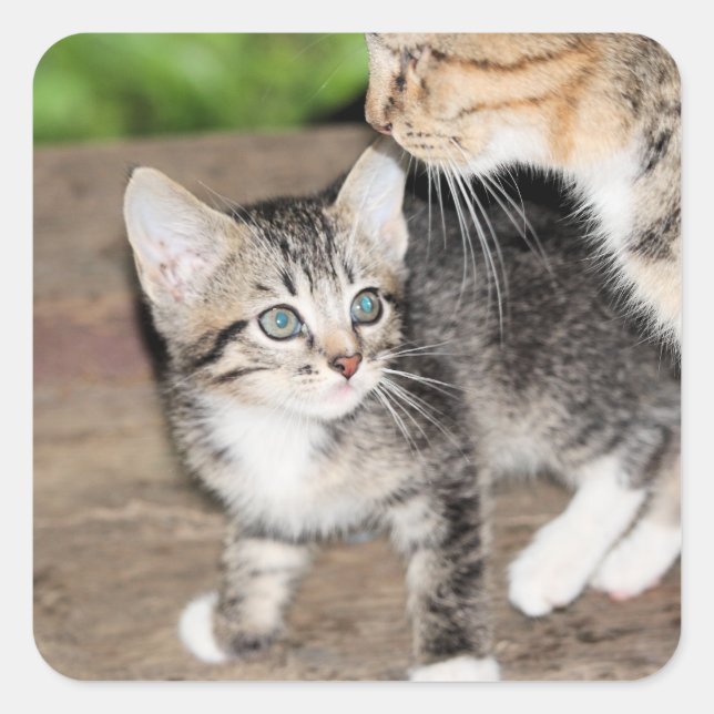Kitten Square Sticker (Front)