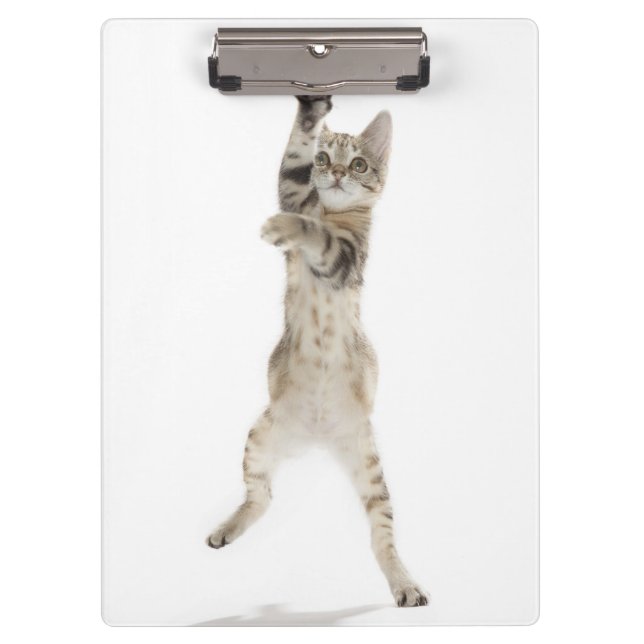 Kitten standing on back paws clipboard (Front)