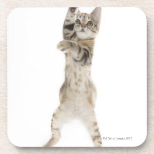 Kitten standing on back paws coaster