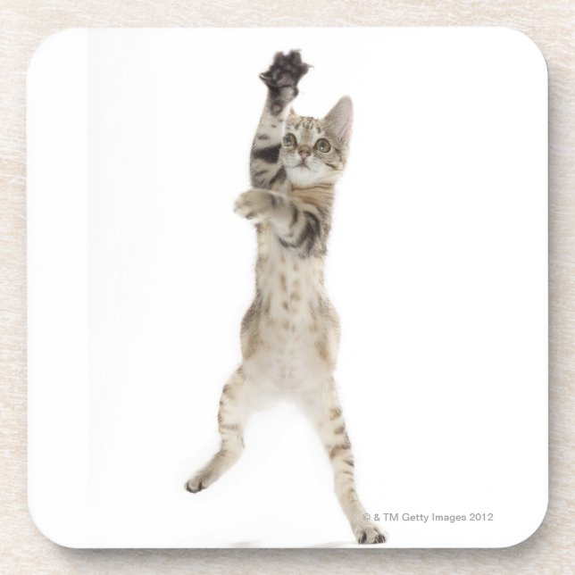 Kitten standing on back paws drink coaster (Front)