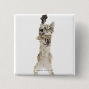 Kitten standing on back paws pinback button