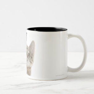 Kitten standing on back paws Two-Tone coffee mug