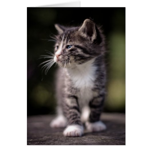 Kitten Standing Tall Cards (Front)
