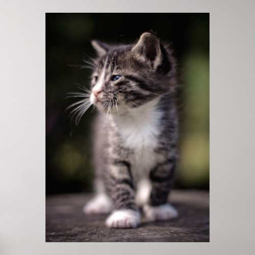 Kitten Standing Tall Poster
