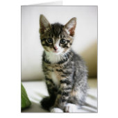 Kitten Stare (Front)