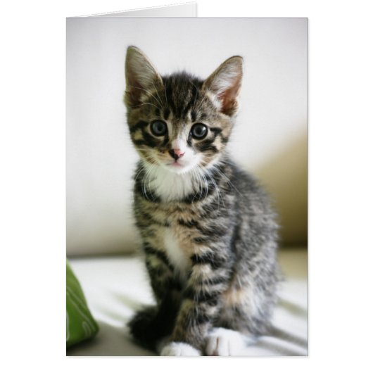 Kitten Stare Cards (Front)