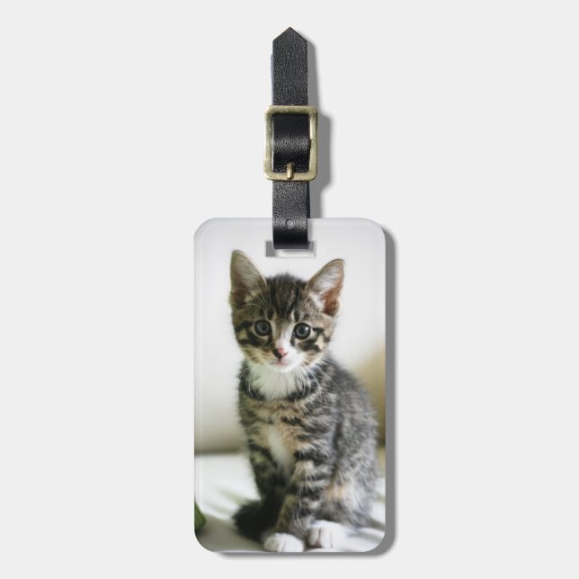 Kitten Stare Luggage Tag (Front Vertical)