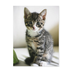 Kitten Stare Postcard