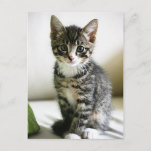 Kitten Stare Postcard