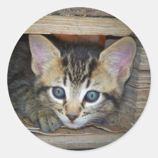 Kitten Sticker