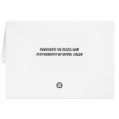 Kitten Symphony (Back Horizontal)