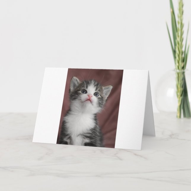 Kitten Thank You Card (Front)