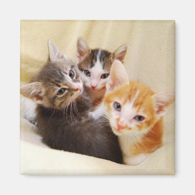Kitten Trio Magnet (Front)