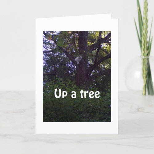 KITTEN UP A TREE WISHES YOU WERE NOT A YEAR OLDER CARD