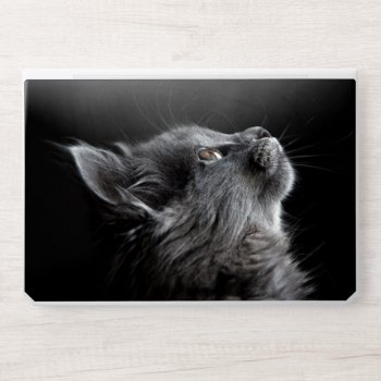 Kitten Waiting For Food Hp Laptop Skin by FantasyCases at Zazzle