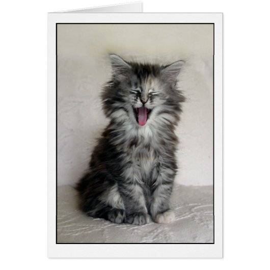 Kitten with a great expression cards (Front)