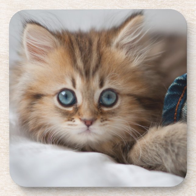 Kitten With Blue Eyes Beverage Coaster (Front)