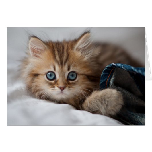 Kitten With Blue Eyes Cards (Front Horizontal)