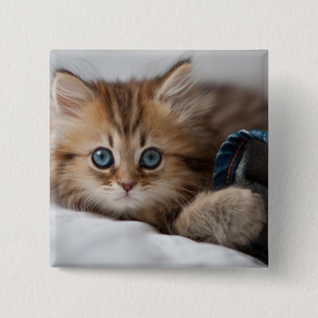 Kitten With Blue Eyes Pinback Button (Front)