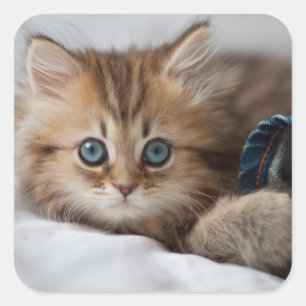 Kitten With Blue Eyes Square Sticker