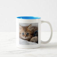 Kitten With Blue Eyes