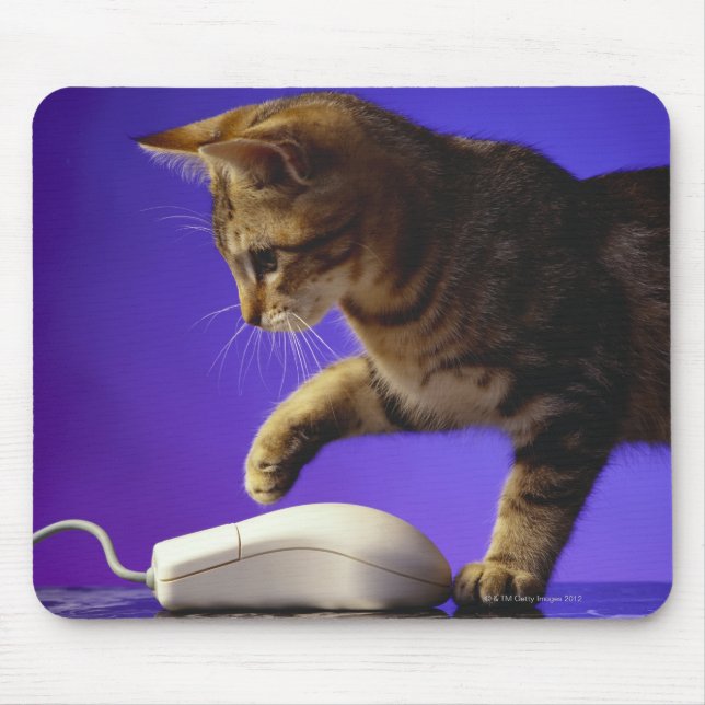 Kitten with computer mouse pad (Front)