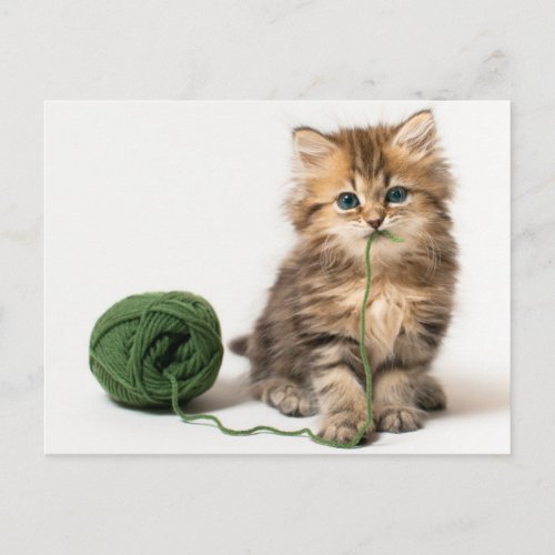 Kitten With Green Yarn Postcard