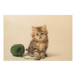 Kitten With Green Yarn Wood Wall Art