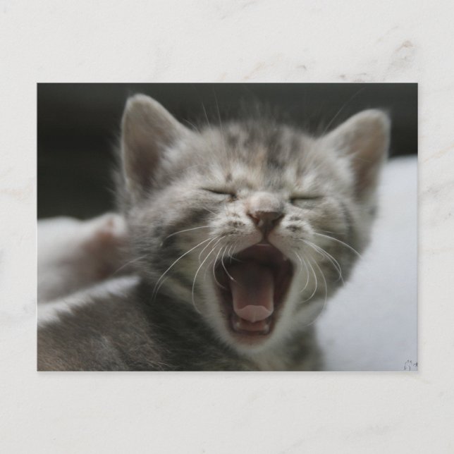 Kitten Yawning Postcard (Front)