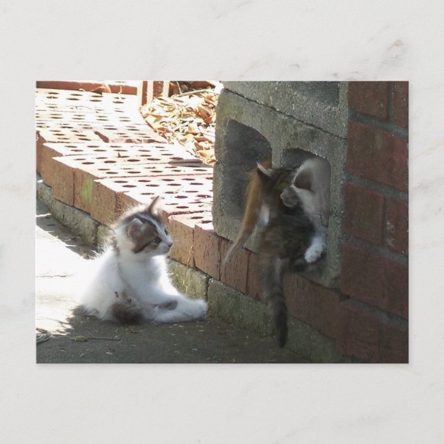 Kittens 050 Post Card (Front)