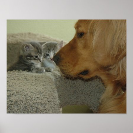 Kittens And A Golden Retriever Poster