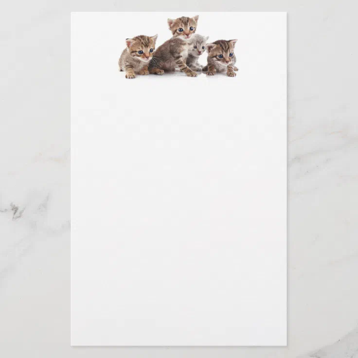 Kittens and more Kittens Stationery Zazzle