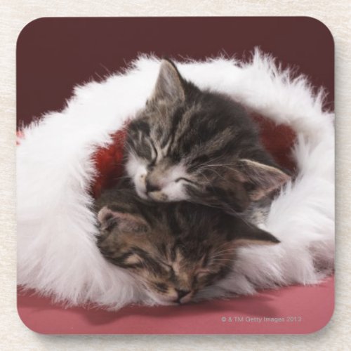 Kittens asleep together in Christmas hat Beverage Coaster