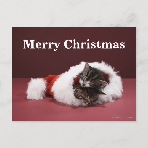 Kittens asleep together in Christmas hat Holiday Postcard
