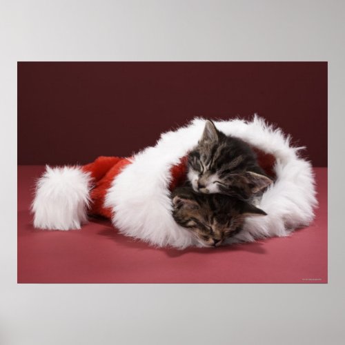 Kittens asleep together in Christmas hat Poster