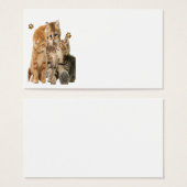 Kittens at play products (Front & Back)