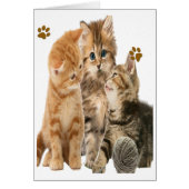 Kittens at play products (Front)