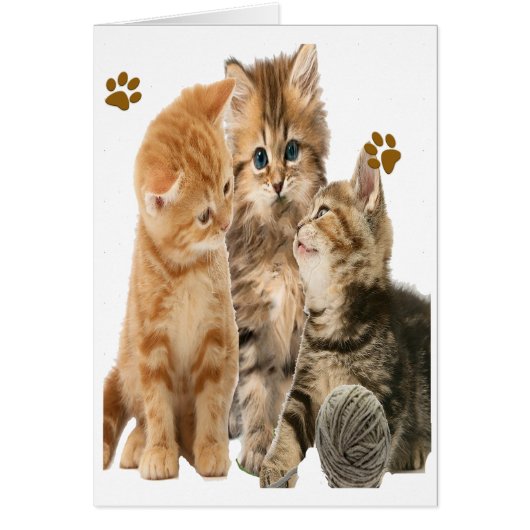 Kittens at play products cards (Front)