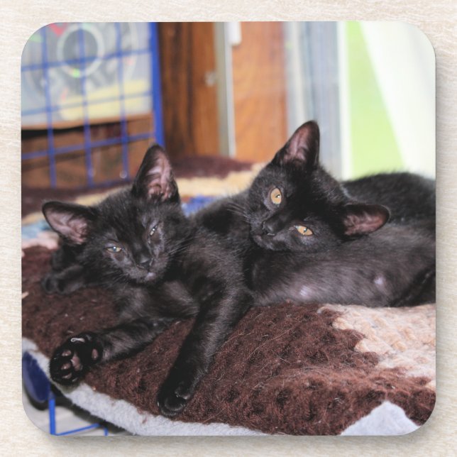 Kittens  beverage coaster (Front)