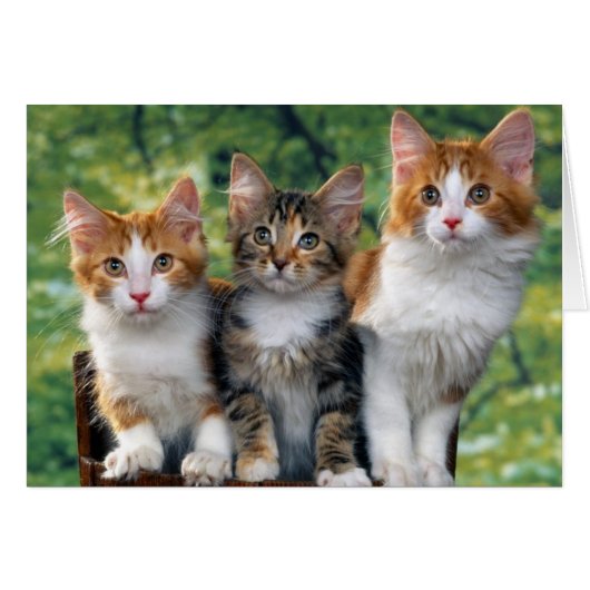 Kittens Cards (Front Horizontal)