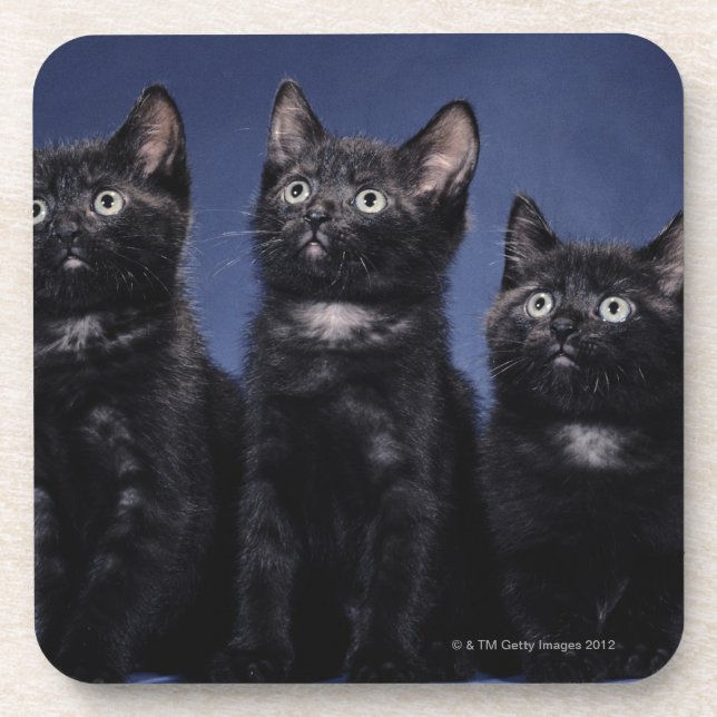Kittens Drink Coaster (Front)