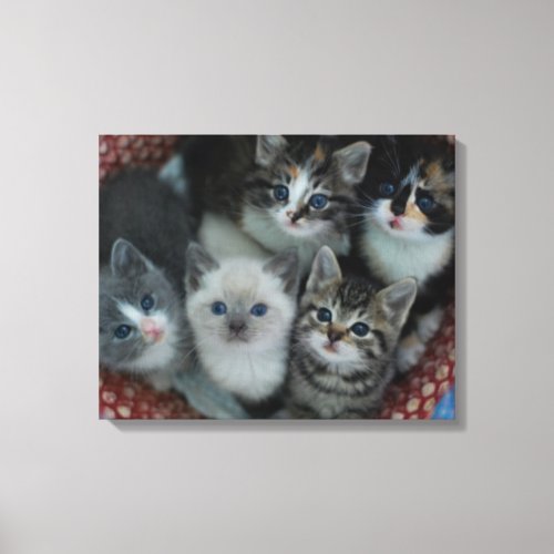 Kittens In A Basket Canvas Print