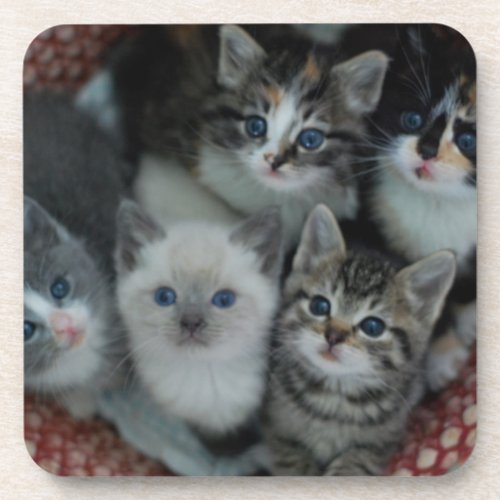Kittens In A Basket Coaster